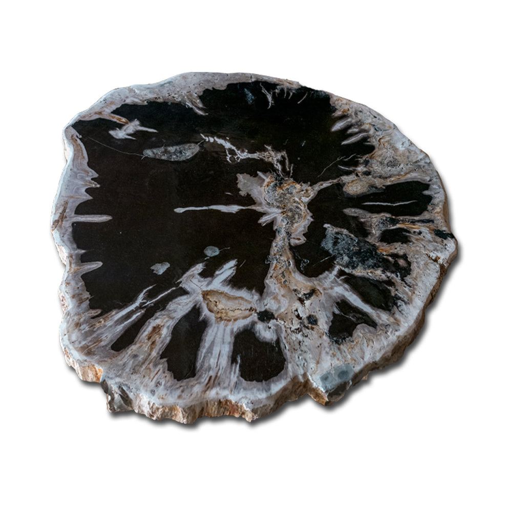 Petrified Wood Slab With Custom Made Base PF-1115 by Aire Furniture | Petrified Wood Slabs | Modishstore - 5