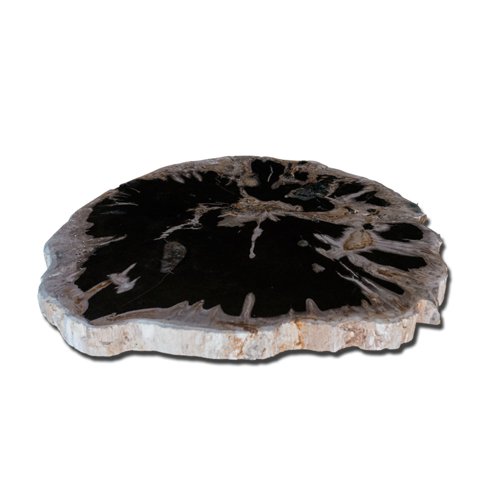 Petrified Wood Slab With Custom Made Base PF-1115 by Aire Furniture | Petrified Wood Slabs | Modishstore - 4