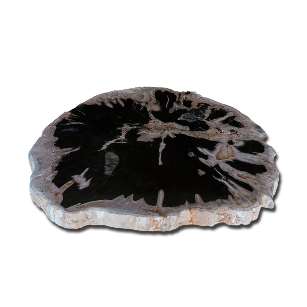 Petrified Wood Slab With Custom Made Base PF-1115 by Aire Furniture | Petrified Wood Slabs | Modishstore - 3