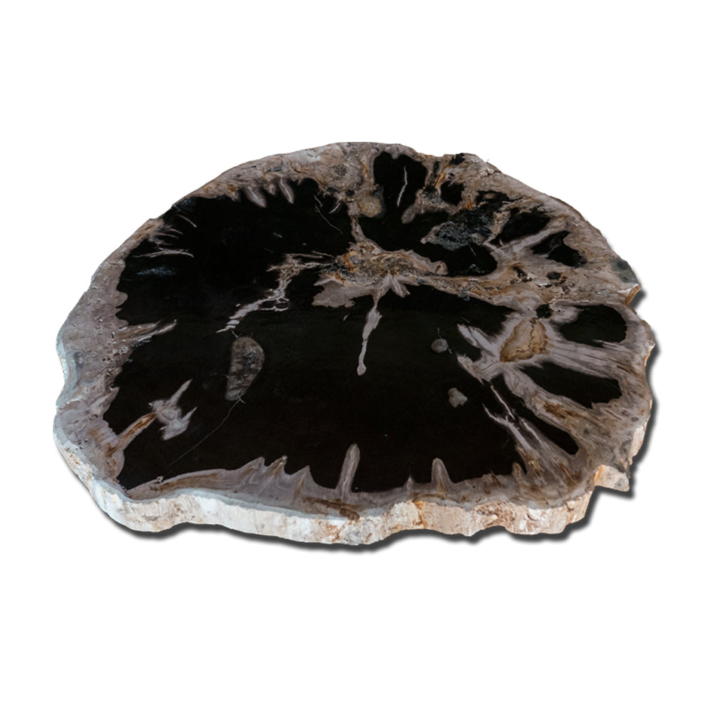 Petrified Wood Slab With Custom Made Base PF-1115 by Aire Furniture | Petrified Wood Slabs | Modishstore - 2