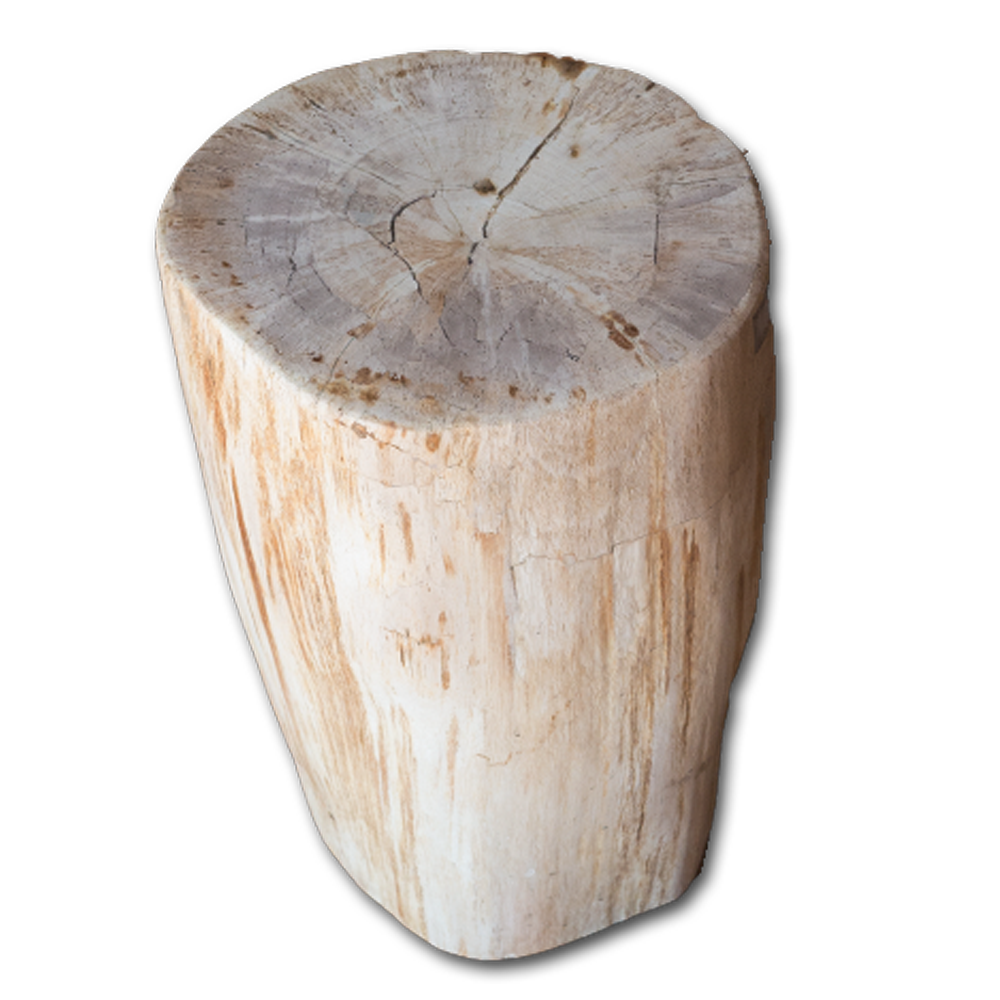 Petrified Wood Log Stool PF-2096 by Aire Furniture | Petrified Wood Stools | Modishstore - 2