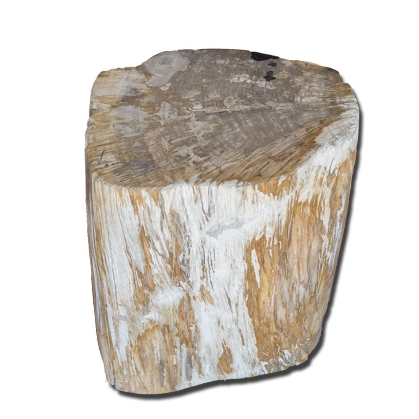 Petrified Wood Stool PF-2131 by Aire Furniture | Petrified Wood Stools | Modishstore