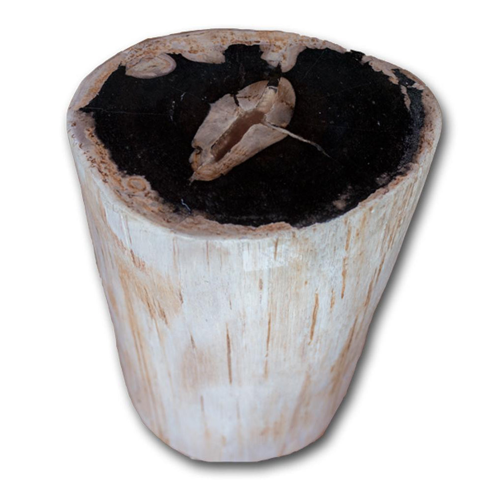 Petrified Wood Stool PF-2159 by Aire Furniture | Petrified Wood Stools | Modishstore - 2
