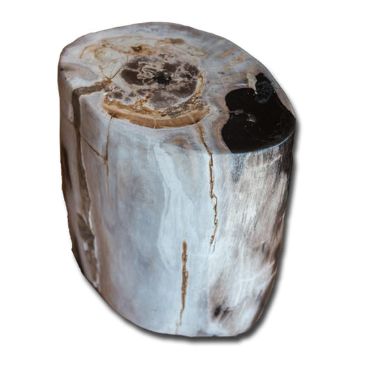 Petrified Wood Stool PF-2164 by Aire Furniture | Petrified Wood Stools | Modishstore