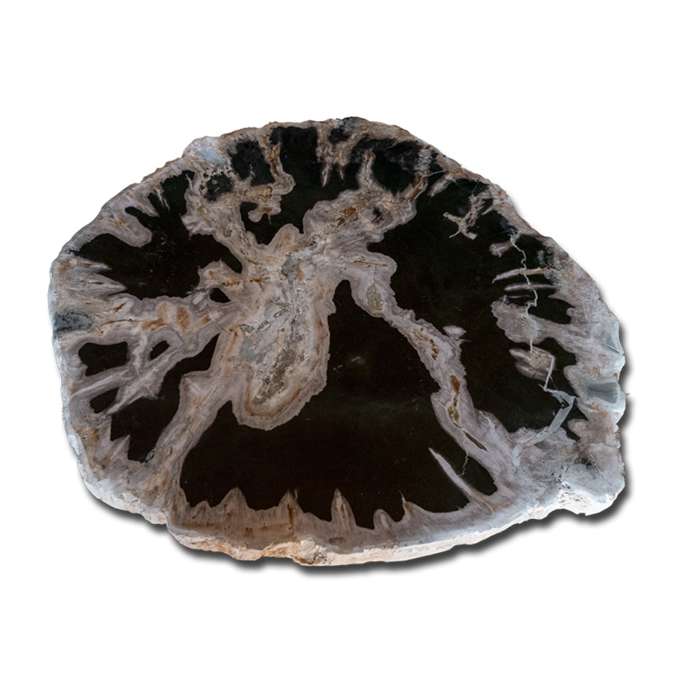 Petrified Wood Slab- 20" x 17"- with Custom Made Base- PF1106 -Coffee Table/ Side Table-4