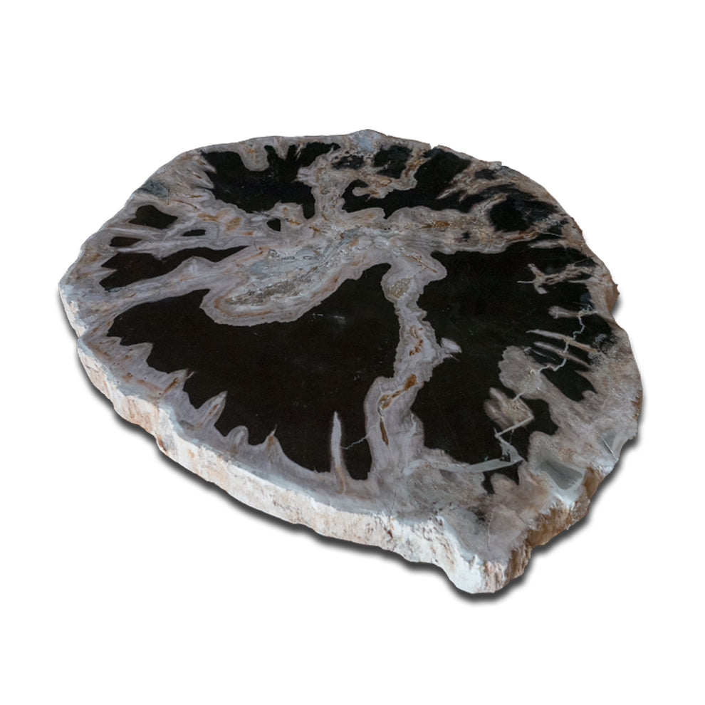 Petrified Wood Slab- 20" x 17"- with Custom Made Base- PF1106 -Coffee Table/ Side Table-6