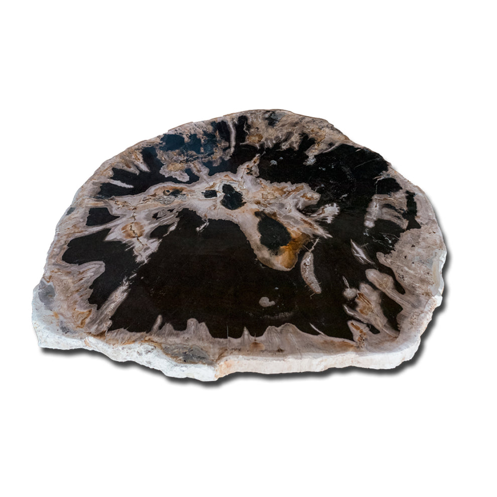 Petrified Wood Slab With Custom Made Base PF-1117  by Aire Furniture | Petrified Wood Slabs | Modishstore - 4