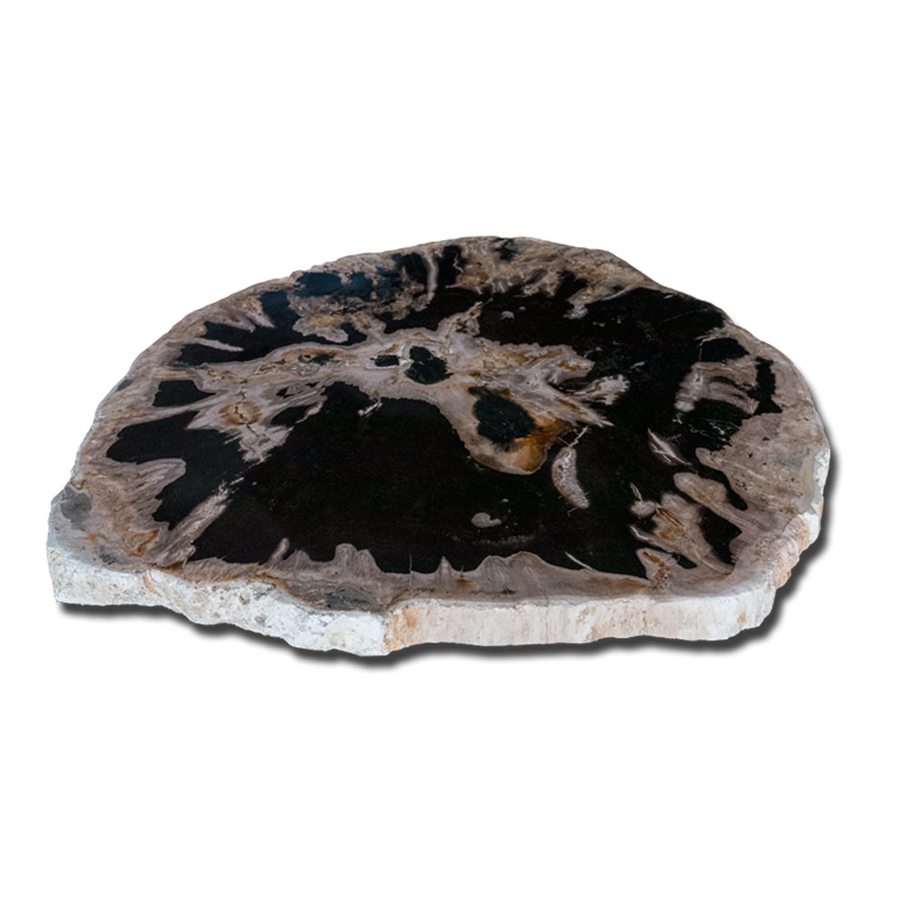Petrified Wood Slab With Custom Made Base PF-1117  by Aire Furniture | Petrified Wood Slabs | Modishstore - 5