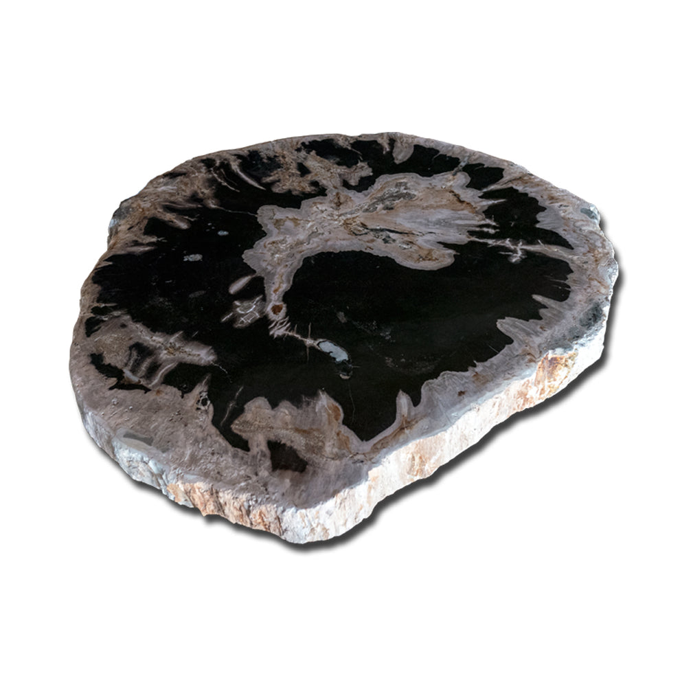 Petrified Wood Slab With Custom Made Base PF-1118  by Aire Furniture | Petrified Wood Slabs | Modishstore - 5
