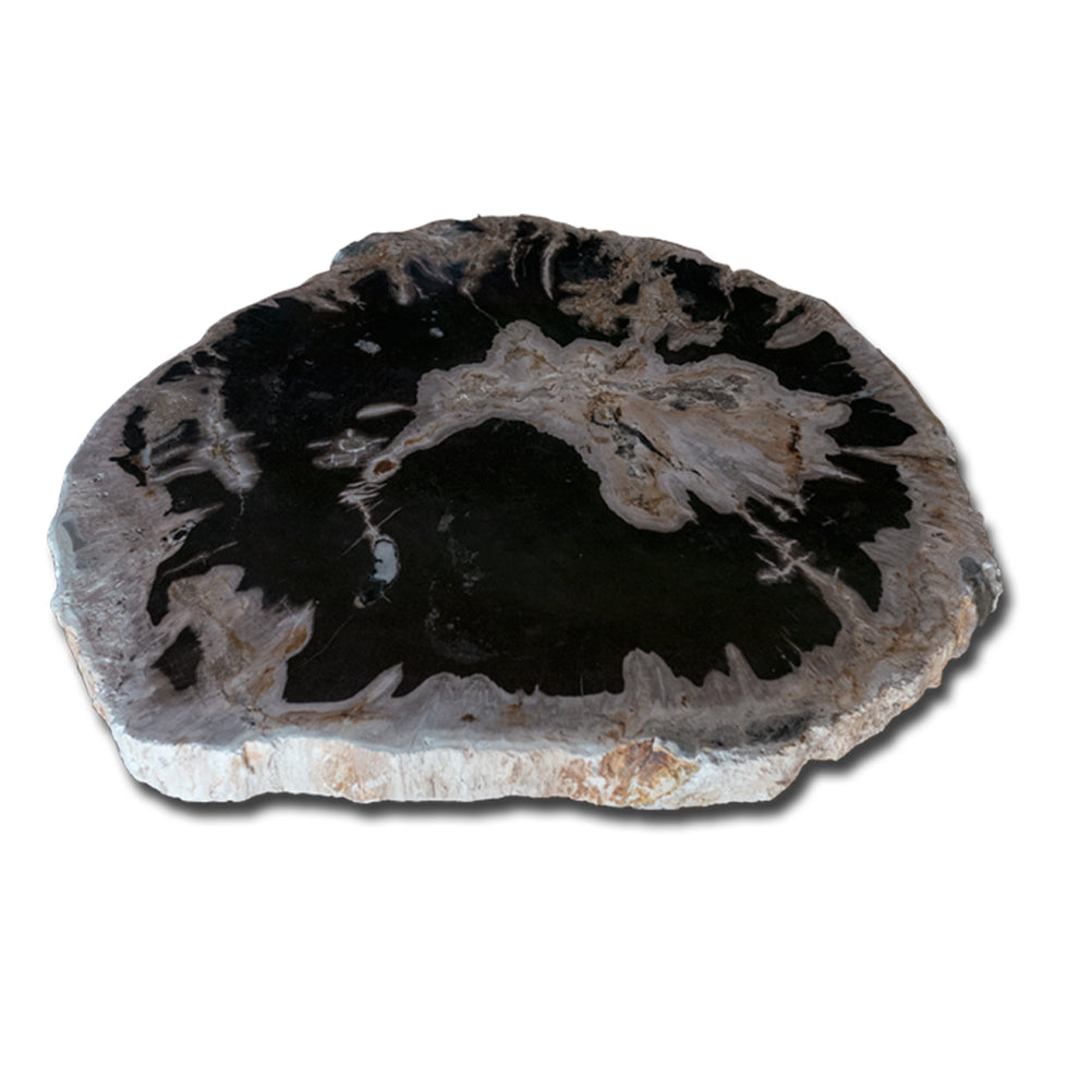 Petrified Wood Slab With Custom Made Base PF-1118  by Aire Furniture | Petrified Wood Slabs | Modishstore - 4