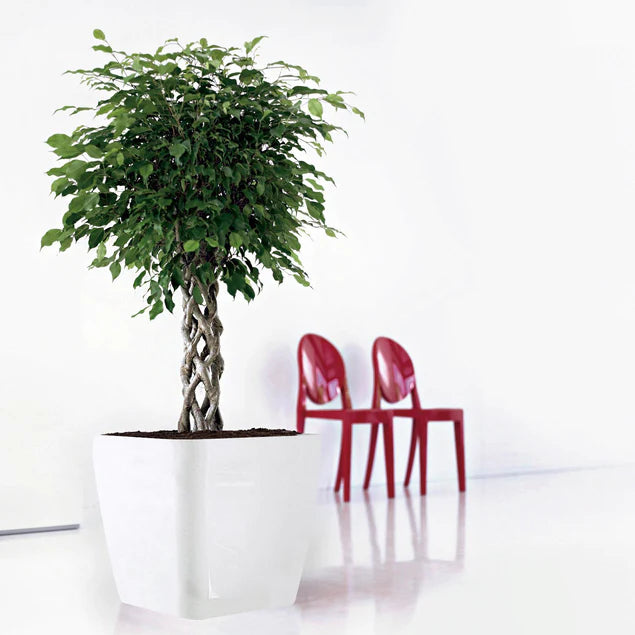 LC Plastic Planter Sqr Short W By Gold Leaf Design Group | Planters, Troughs & Cachepots | Modishstore - 2