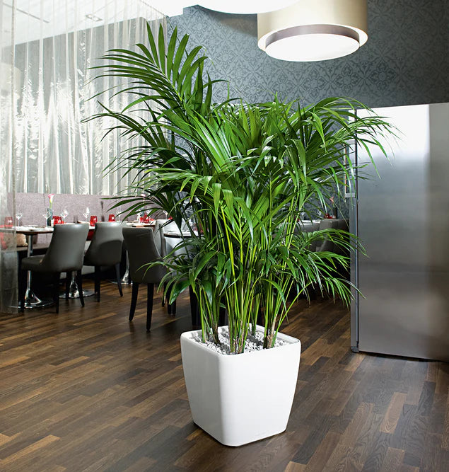 LC Plastic Planter Sqr Short W By Gold Leaf Design Group | Planters, Troughs & Cachepots | Modishstore