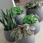 Calathea in Puddle Planters Gray Set Of 2 By Gold Leaf Design Group | Planters, Troughs & Cachepots |  Modishstore - 2