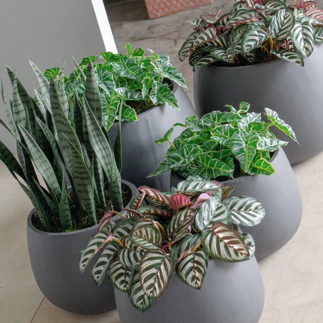 Sansevieria in Puddle Planter By Gold Leaf Design Group | Planters, Troughs & Cachepots |  Modishstore - 2