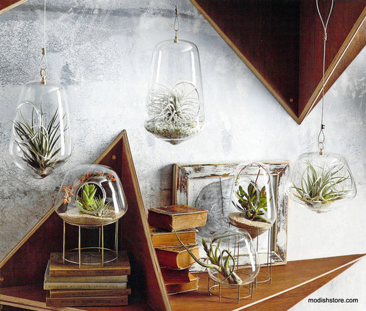 Vintage Terrarium glass display case cabinet Table Top Mini Green House  Planter