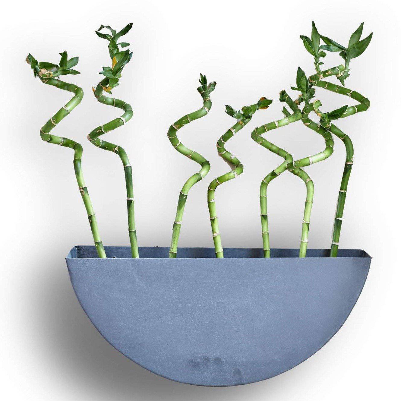 half circle planter indoor Wall Planters, Iron Indoor/Outdoor Circle & Semi Circle – Modish Store