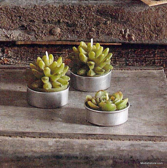 Roost Succulent Tealights