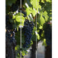 Screen Gems Wine Country Screen - SG-151 | Room Divider | Modishstore-2