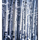 Screen Gems Birch Screen - SG-165 | Room Divider | Modishstore-2