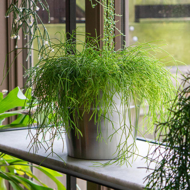 Moda 9"OD Planter/Vase By Gold Leaf Design Group | Planters, Troughs & Cachepots | Modishstore - 5