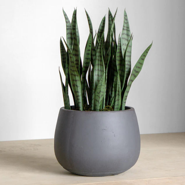 Sansevieria in Puddle Planter By Gold Leaf Design Group | Planters, Troughs & Cachepots |  Modishstore - 3