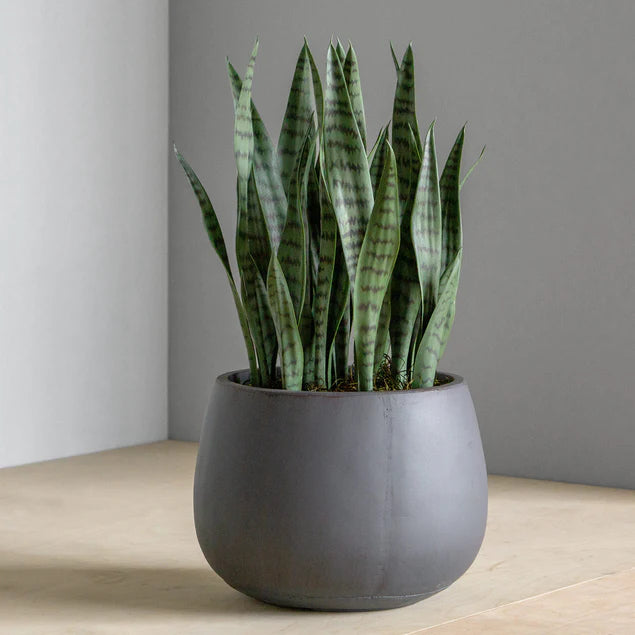 Sansevieria in Puddle Planter By Gold Leaf Design Group | Planters, Troughs & Cachepots |  Modishstore