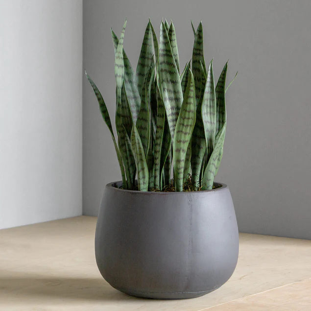 planter sansevieria Sansevieria in Puddle Planter By Gold Leaf Design Group