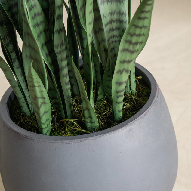 Sansevieria in Puddle Planter By Gold Leaf Design Group | Planters, Troughs & Cachepots |  Modishstore - 4
