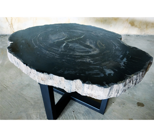 Petrified Wood Jumbo Slab Coffee Table with metal legs- 34.5in x 25in | Petrified Wood Slabs | Modishstore