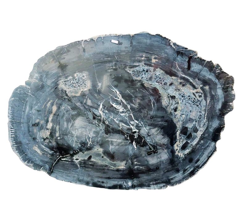 Petrified Wood Jumbo Slab Coffee Table with metal legs- 39.5in x 30.5in | Petrified Wood Slabs | Modishstore