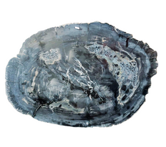 Petrified Wood Jumbo Slab Coffee Table with metal legs- 39.5in x 30.5in