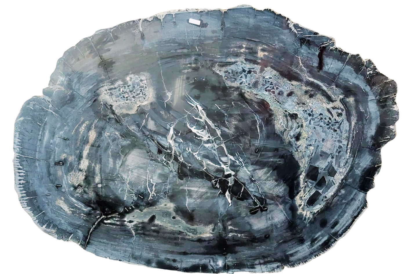 Petrified Wood Jumbo Slab Coffee Table with metal legs- 39.5in x 30.5in | Petrified Wood Slabs | Modishstore-4