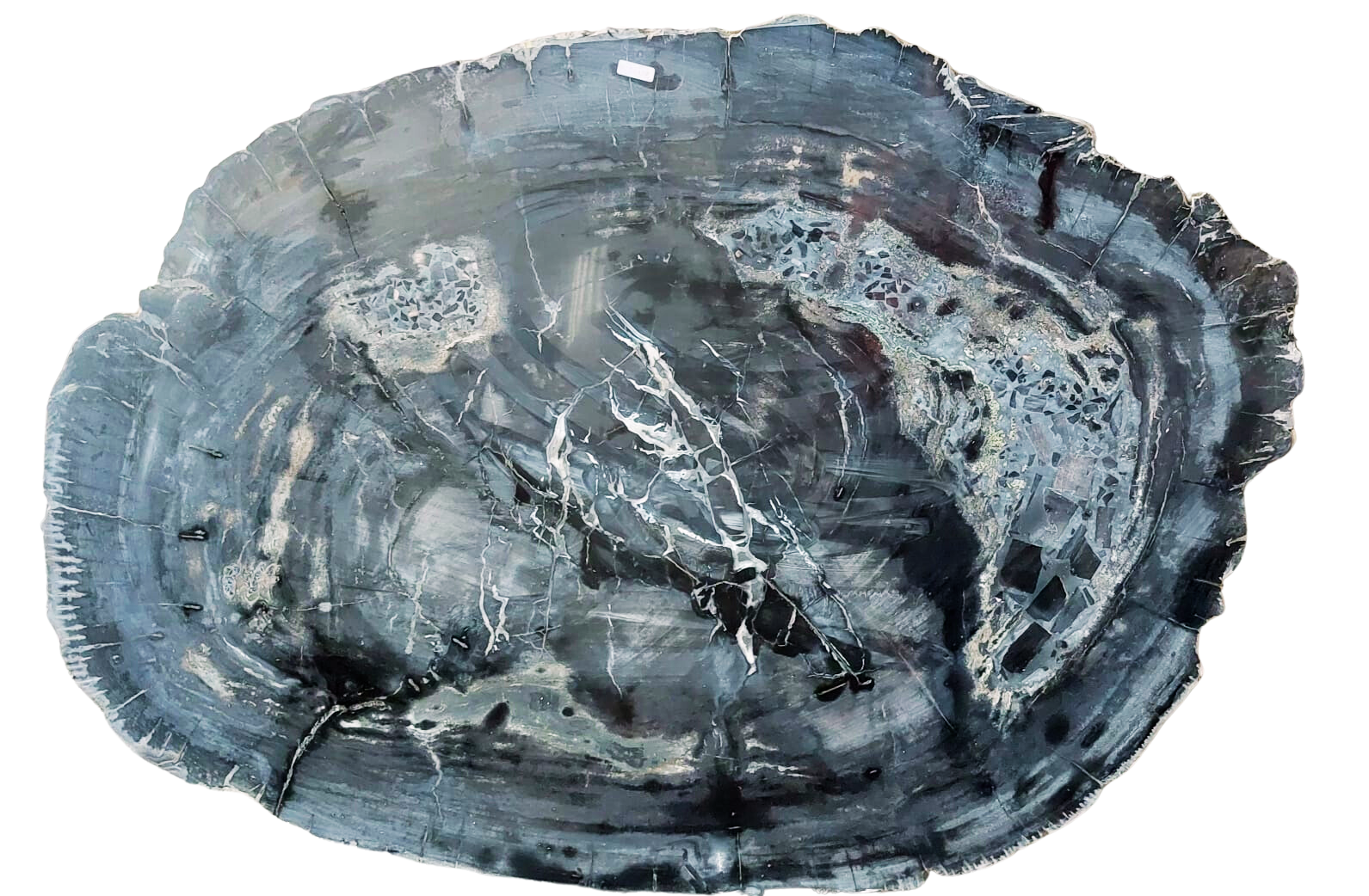 Petrified Wood Jumbo Slab Coffee Table with metal legs- 39.5in x 30.5in | Petrified Wood Slabs | Modishstore-4