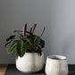Anders White Terracotta Pot By Accent Decor- 2 sizes | Planters, Troughs & Cachepots | Modishstore - 1