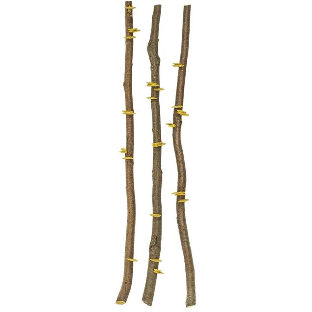 Alder Poles 6'L x 1"-2"dia By Gold Leaf Design Group | Decor | Modishstore - 3