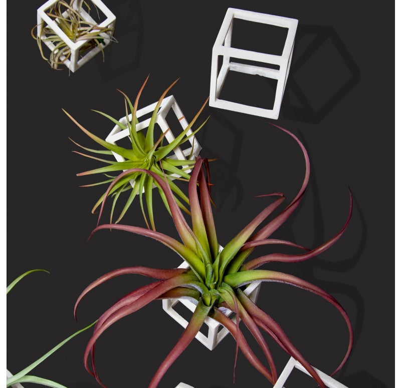 Wall Play 'Cubical' w/ Tillandsia Mix by Gold Leaf Design Group | Wall Decor | Modishstore - 2