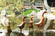 Garden Age Supply Smooth Bamboo Root Ducks Set of 6 | Animals & Pets | Modishstore