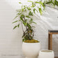 Bosky Pot By Accent Decor | Planters, Troughs & Cachepots | Modishstore - 4