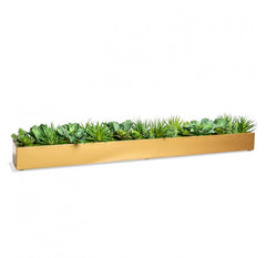 Desert Echeveria in Linear Planter by Gold Leaf Design Group