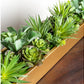 Desert Echeveria in Linear Planter by Gold Leaf Design Group | Planters, Troughs & Cachepots | Modishstore-4