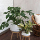 Everett White Plant Stand By Accent Decor | Planters, Troughs & Cachepots | Modishstore - 4