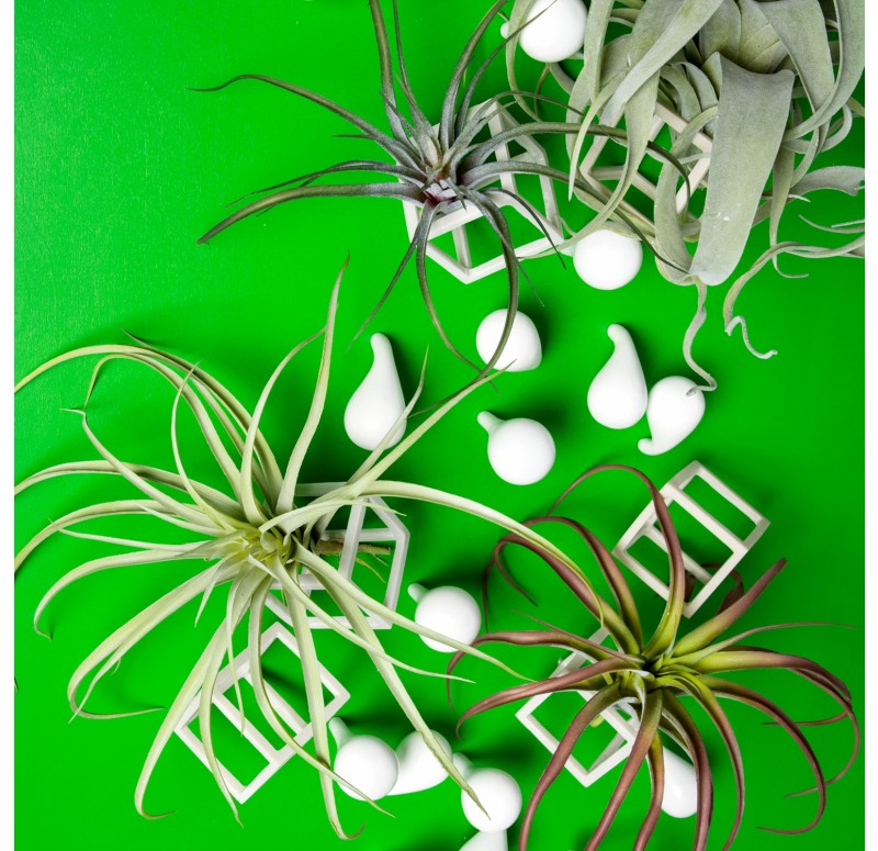Wall Play 'Cubical/ Fig' w/ Tillandsia Mix by Gold Leaf Design Group | Wall Decor | Modishstore-2