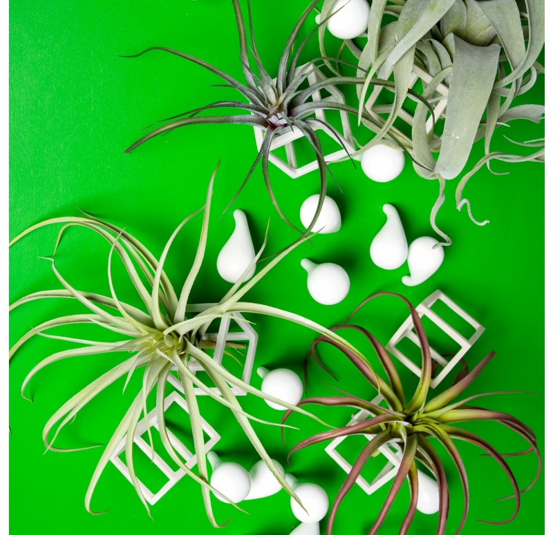 Wall Play 'Cubical/ Fig' w/ Tillandsia Mix by Gold Leaf Design Group | Wall Decor | Modishstore - 2