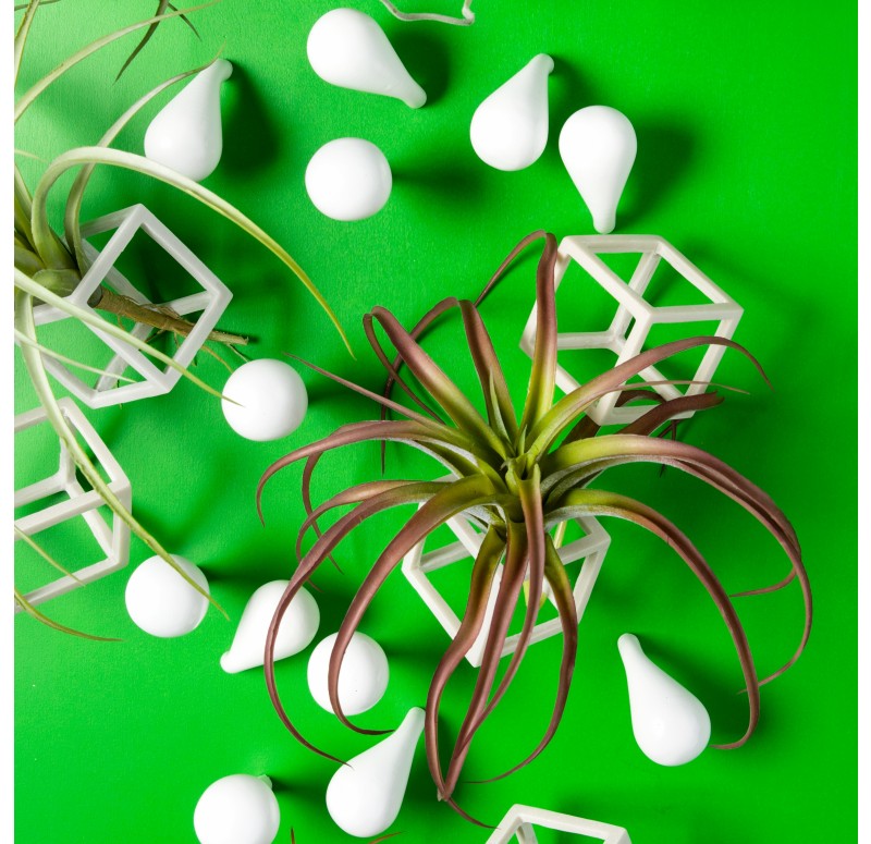 Wall Play 'Cubical/ Fig' w/ Tillandsia Mix by Gold Leaf Design Group | Wall Decor | Modishstore - 4