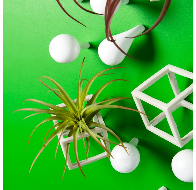 Wall Play 'Cubical/ Fig' w/ Tillandsia Mix by Gold Leaf Design Group | Wall Decor | Modishstore-3