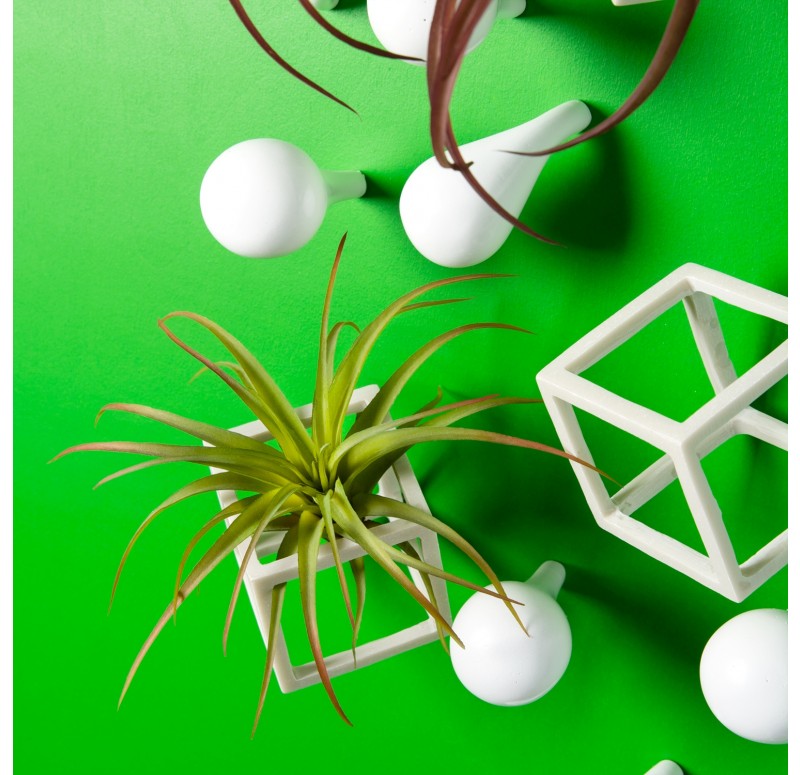 Wall Play 'Cubical/ Fig' w/ Tillandsia Mix by Gold Leaf Design Group | Wall Decor | Modishstore - 3