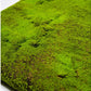 Gold Leaf Design Group's Green Wall, 'New Moss' | Green Wall | Modishstore-3