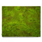 Gold Leaf Design Group's Green Wall, 'New Moss' | Green Wall | Modishstore