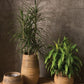 Guild Woven Cane Planter Collection By Accent Decor-3 Shapes | Planters, Troughs & Cachepots | Modishstore - 1
