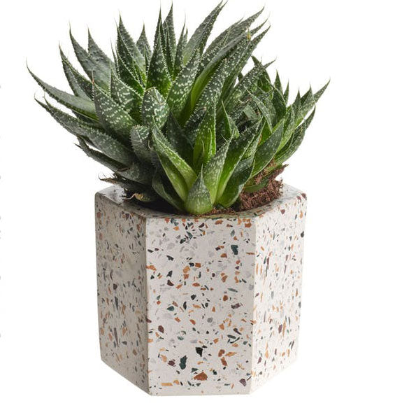 Terrazza Hex Holders-Set/2 by Texture Designideas | Planters, Troughs & Cachepots | Modishstore-3